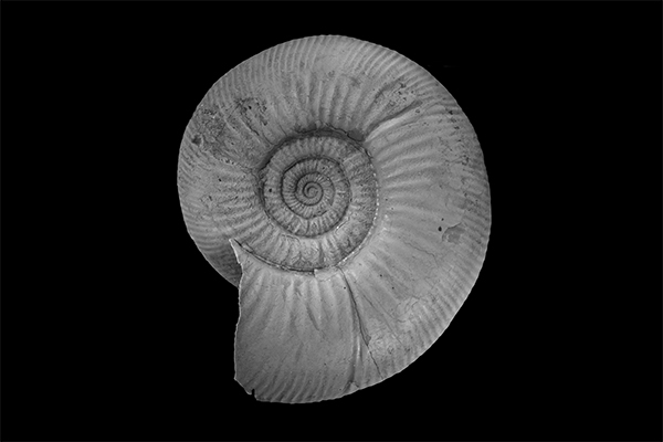 Link to Cephalopods