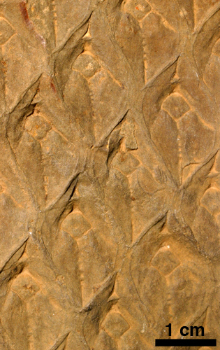 Lepidodendron