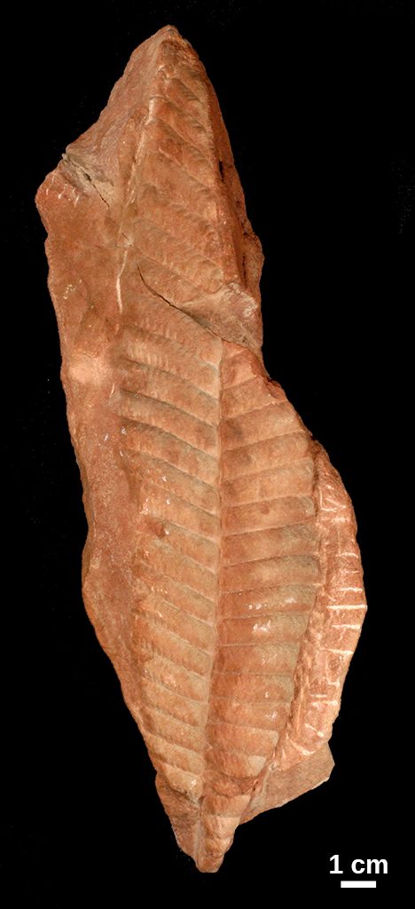 Gigantopterid fossil