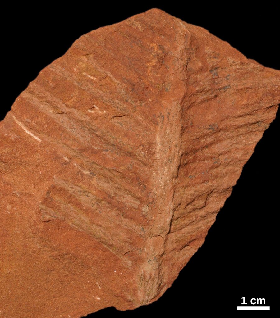 Walchia fossil