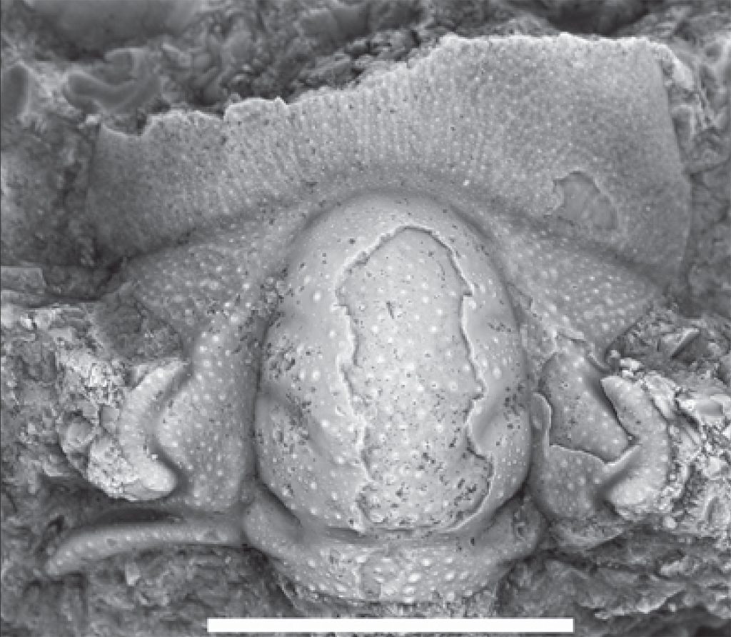 Trilobite cranidium