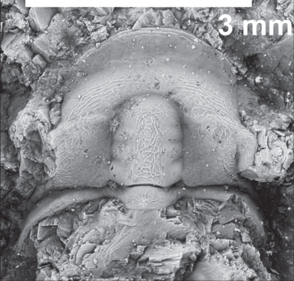 Trilobite cranidium