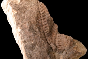 Link to Gigantopterids