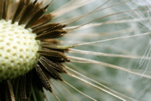 Link to Flowering Plants